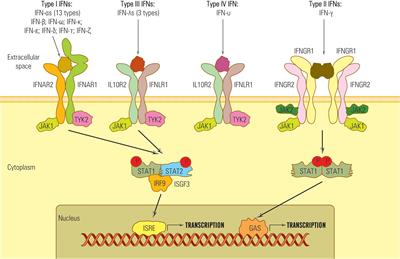 Role of interferons in the antiviral battle: from virus-host crosstalk to prophylactic and therapeutic potential in SARS-CoV-2 infection